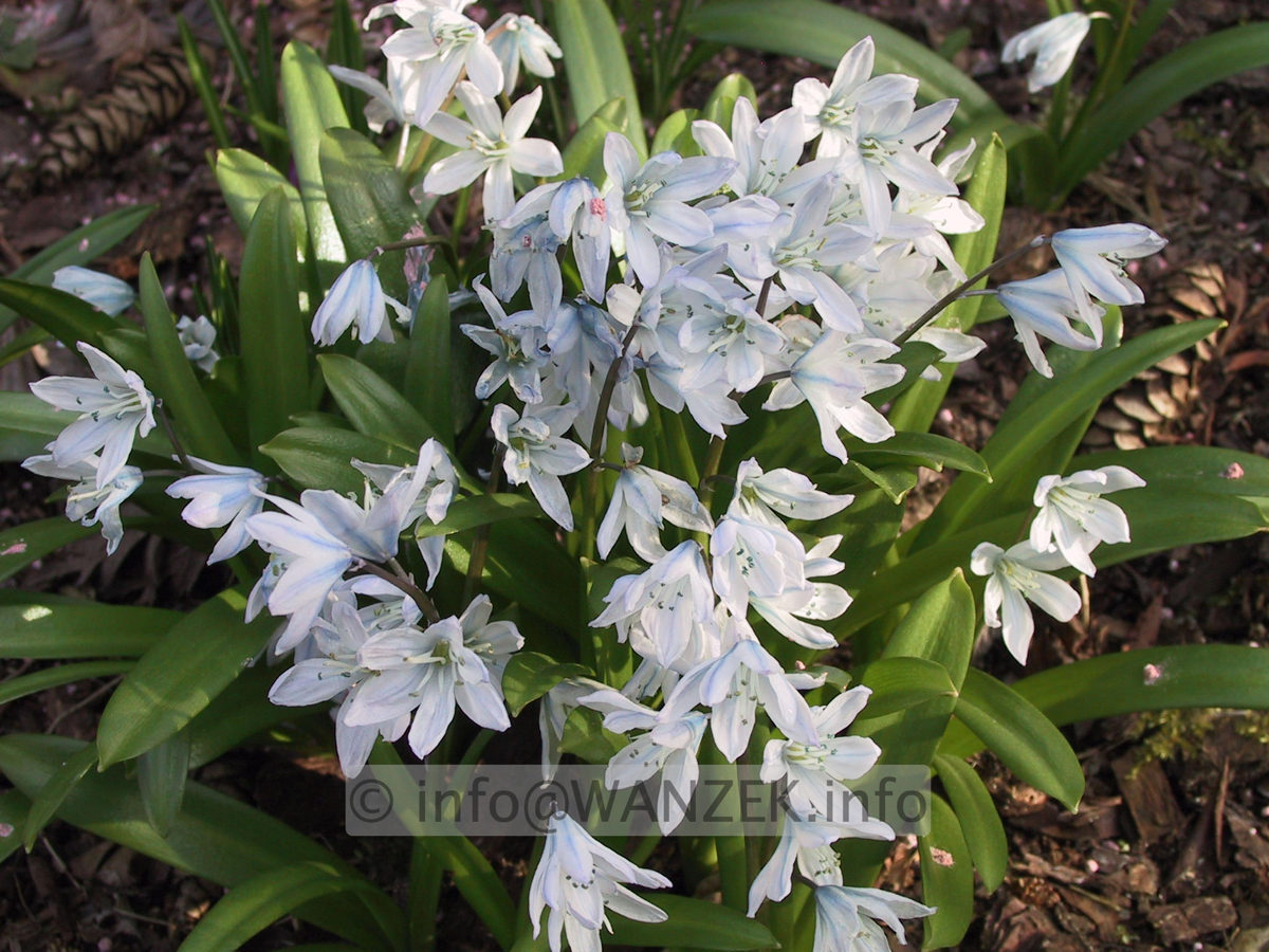 Chionodoxa luciliae Alba.JPG
